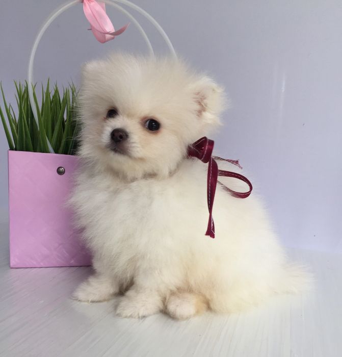 Прекрасні  Шпіци VIP  Хлопчики та Дівчатка