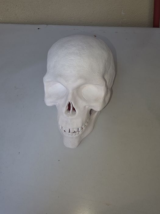 Cranio Humano impresso em 3D