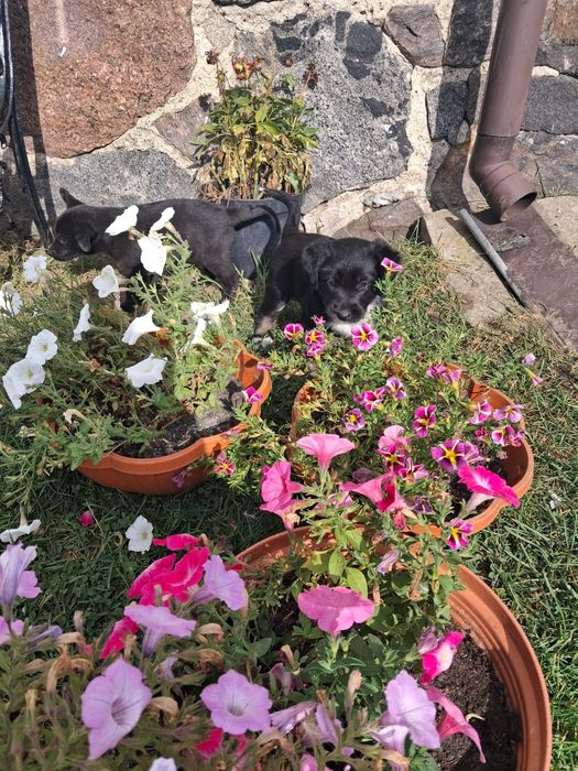 Pieski do adopcji mieszanka collie z labradorem  for free
