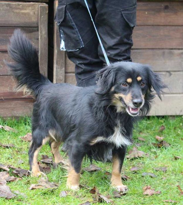 Pies Kokos do adopcji, oddam psa, psy ze schroniska