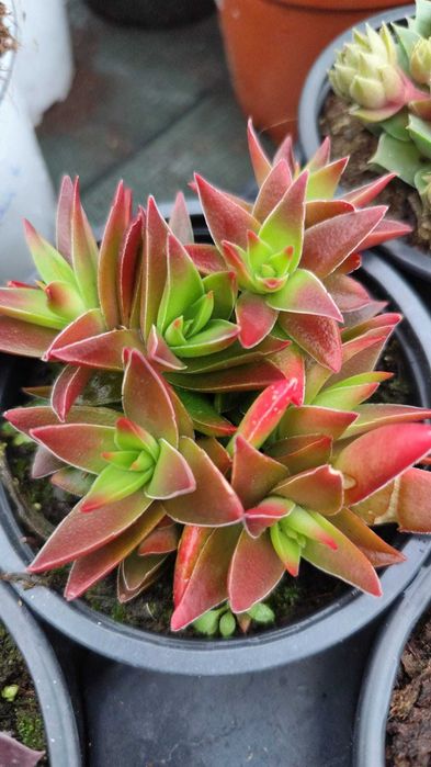 Suculentas com grande variedade