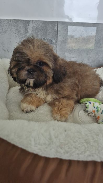 Shih Tzu śliczna suczka