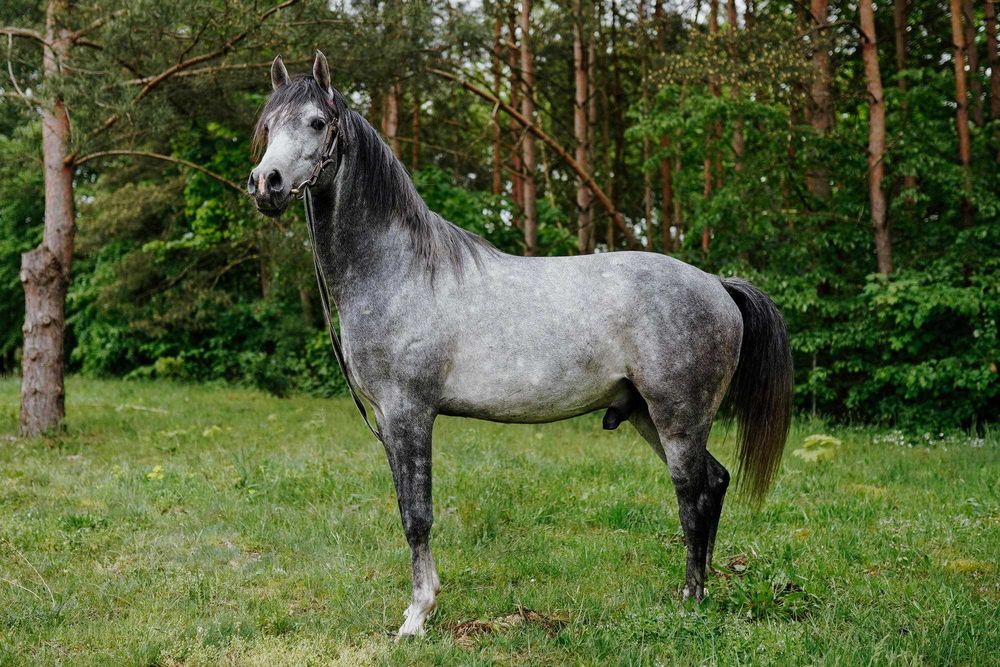 Sprzedam ogiera Edalion czysta krew arabska