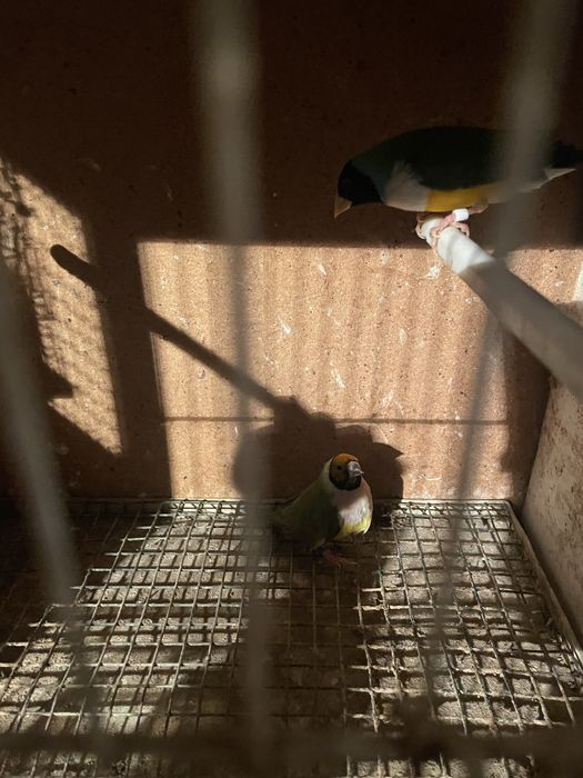 Casal diamantes gould ,mandarins e bengalins