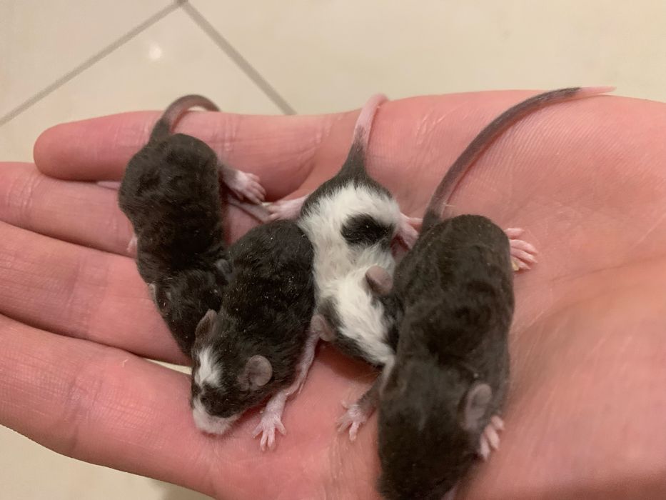 Мишки декоративні кучеряві, криски дамбо