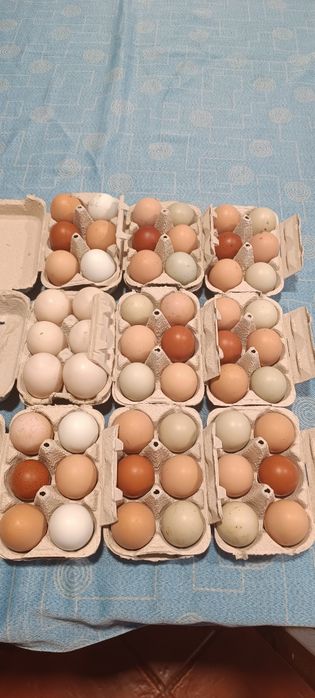 Ovos caseiros de galinha/pata/codorniz