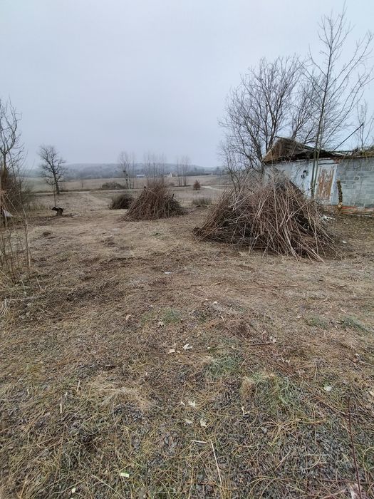 Oddam za darmo gałezie krzaki już wyciete l