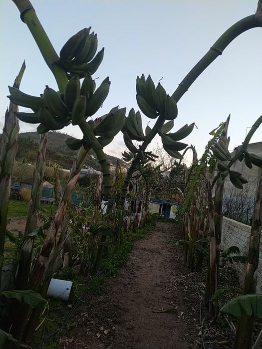 Bananeiras (banana maçã)