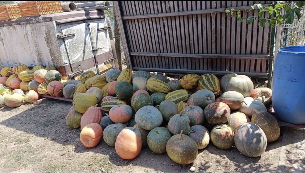 Vendo abóboras ás duzias