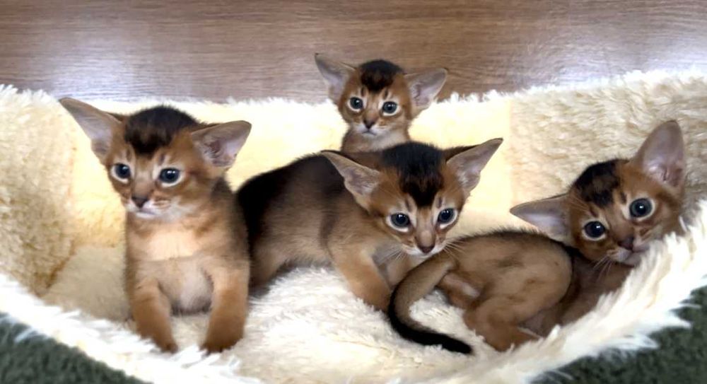 Абіссінські кошенята