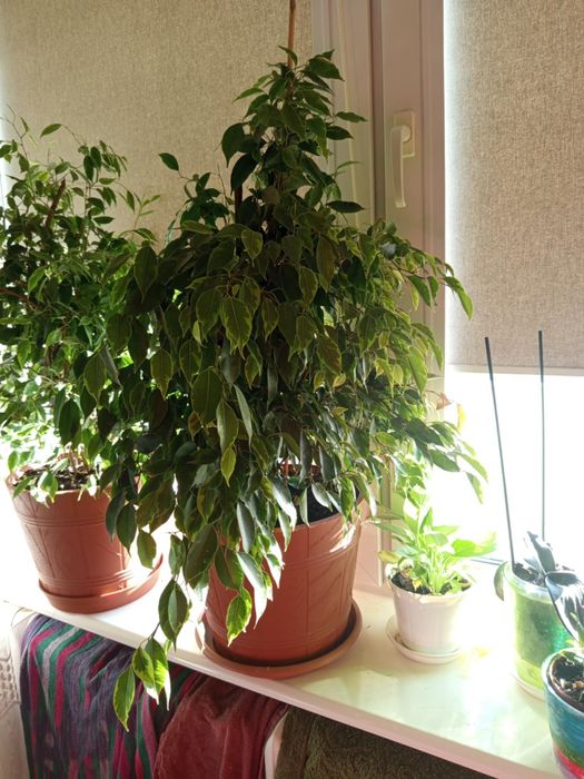 Fikus beniamina 2 sztuki