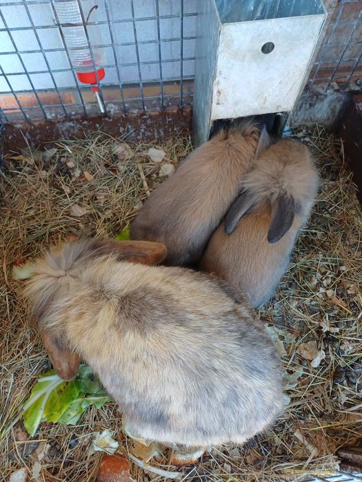 Coelhos anões nascidos em Janeiro