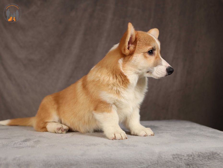 Welsh Corgi Pembroke ZKwP FCI piesek po Championie