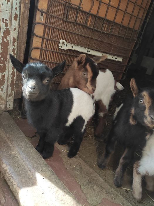 Продам камерунских козлята то