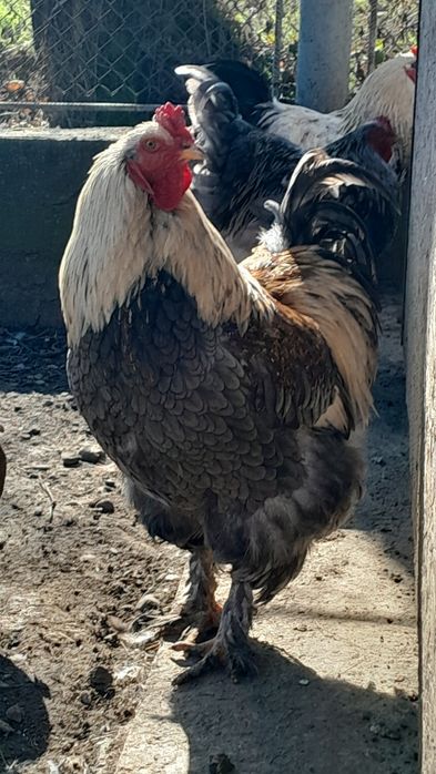 Продам півнів ( Брама )