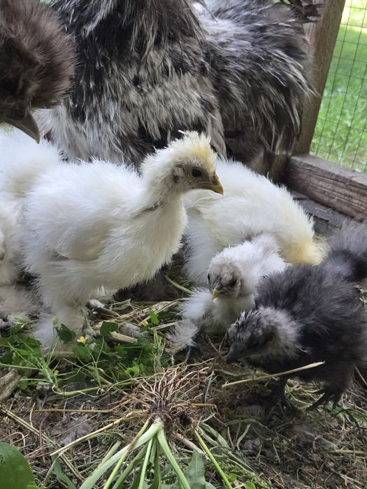 Продам 8 курчат китайської шовкової з квочкоюю