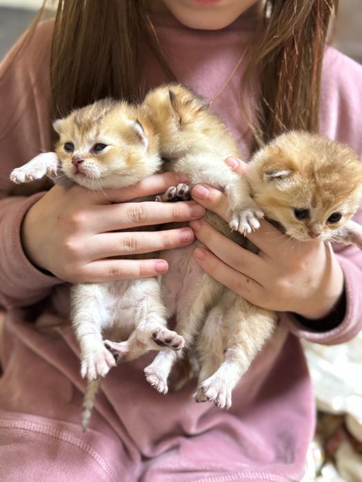 Кошенята золотої шиншили