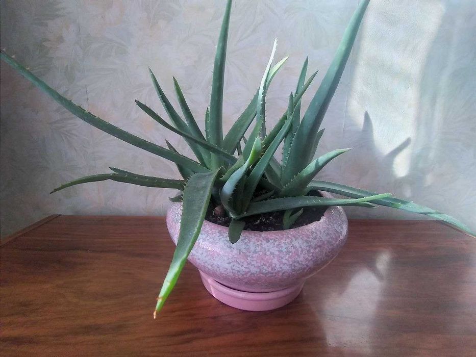 Цветок Алоэ вера