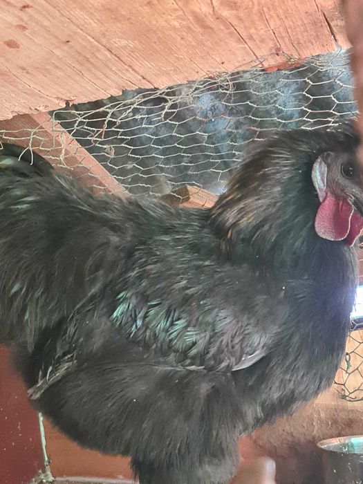 Galos pra trocar de capoeira