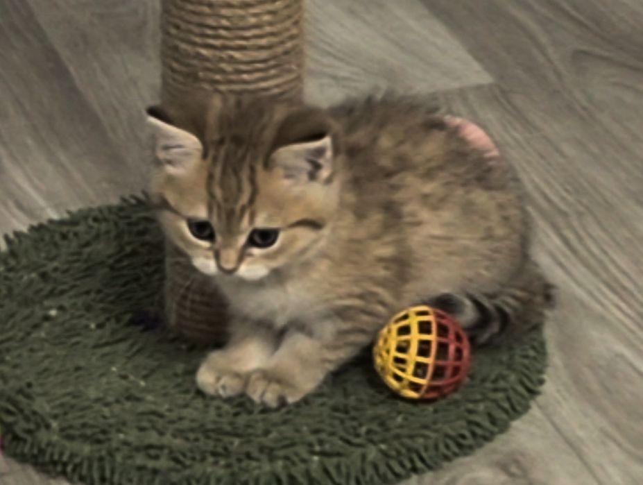 Вислоухие и прямоухие шотландские котята, мальчик и девочки