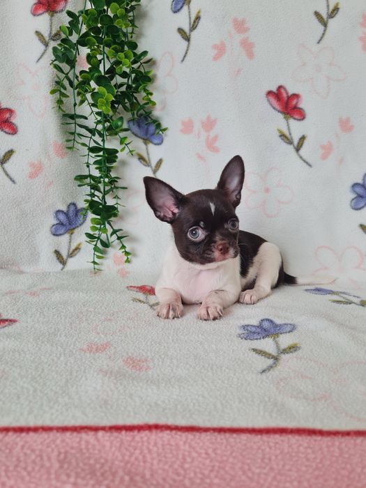Excecional mini menina Chihuahua/Chiuaua.LinhagemRussa,Qualidade
