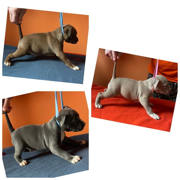 Американський стафордширський тер'єр