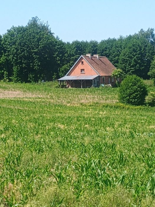 Siedlisko z połową starego poniemieckiego domu - Widok 2