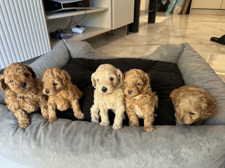 Maltipoo F1b Suczki i pies