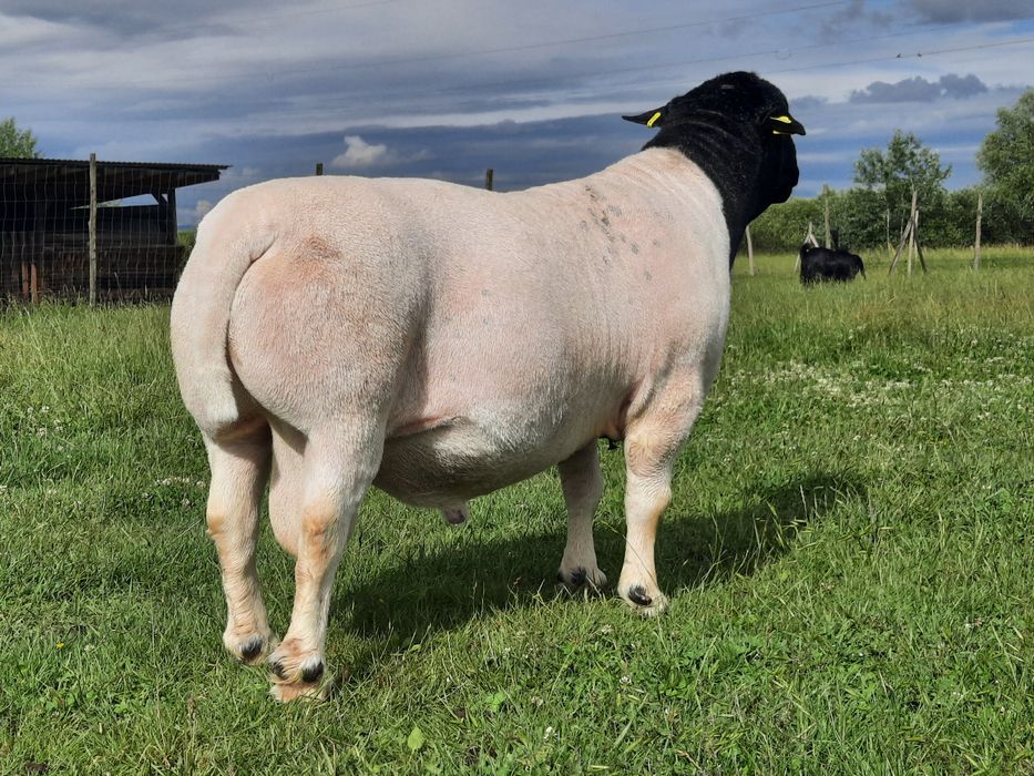 Вівці породи Дорпер
