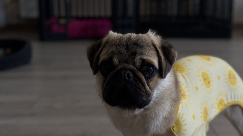 Мопсик шукає батьків