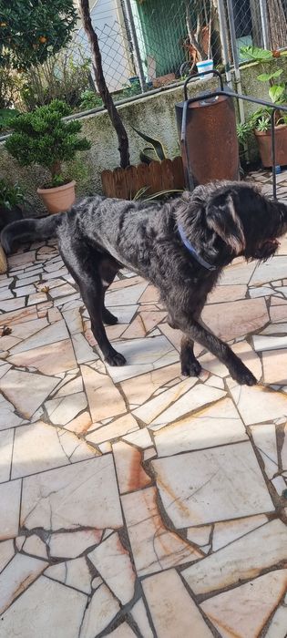 Cão  para doação.