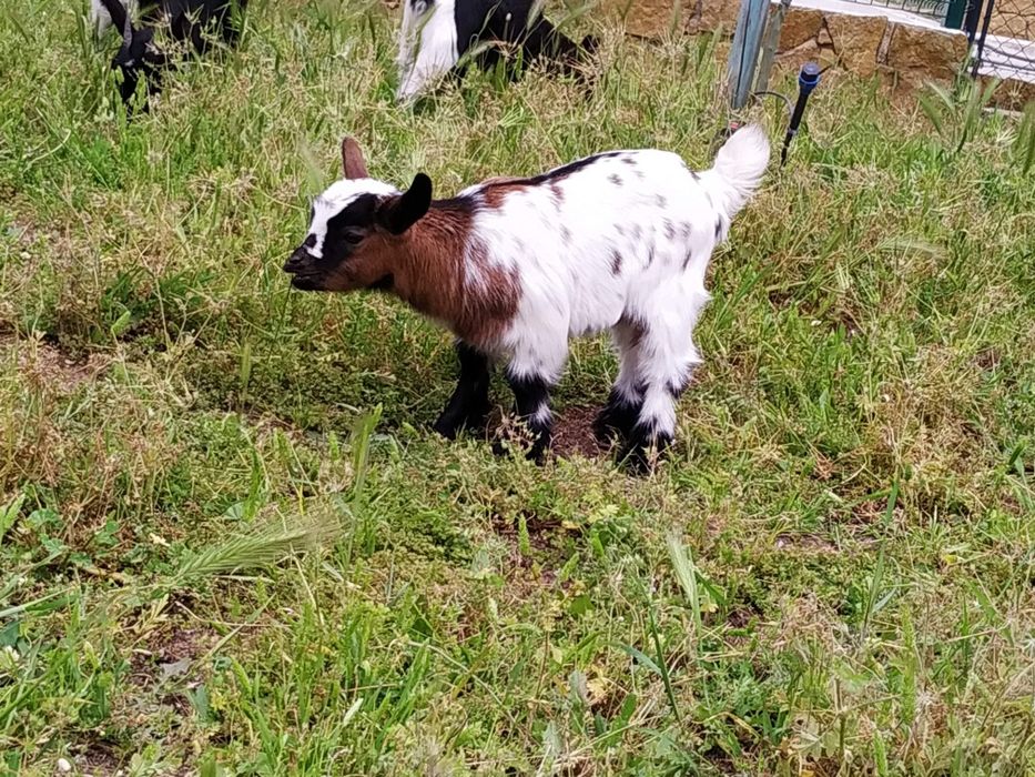 Mini cabrinhas anãs