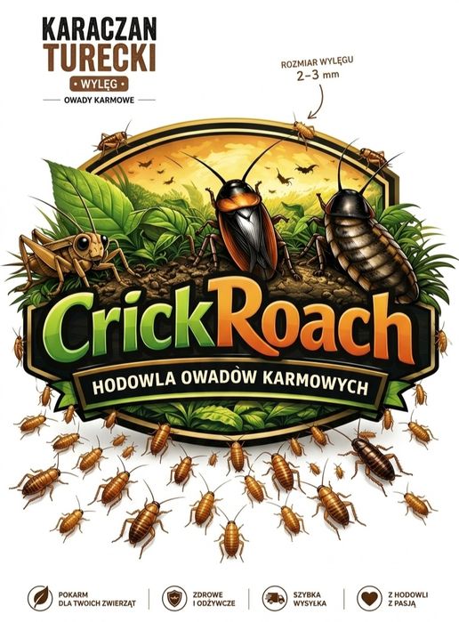 MINI Karaczany tureckie - świeży wylęg (2-3mm) | zarejestrowana hodowla CrickRoach | owady karmowe