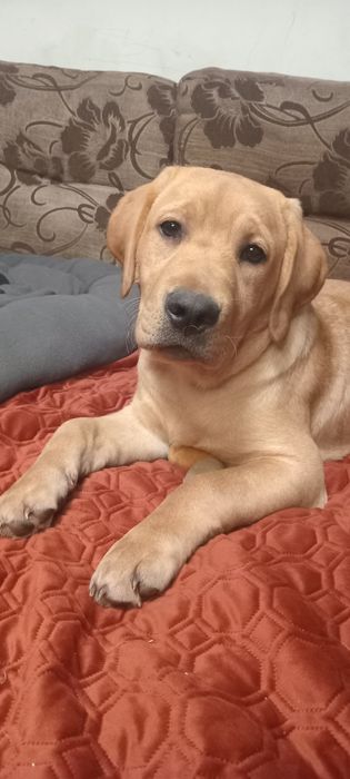 Шикарний хлопчик чекає на маму і тата