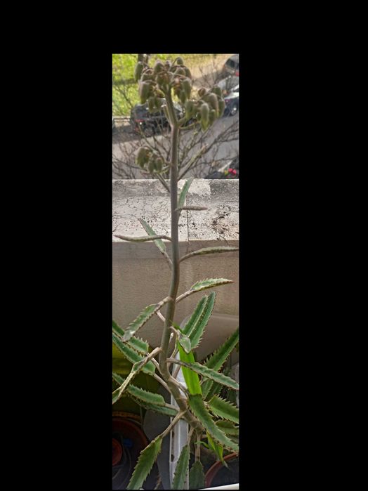 Conjunto de 3 plantas