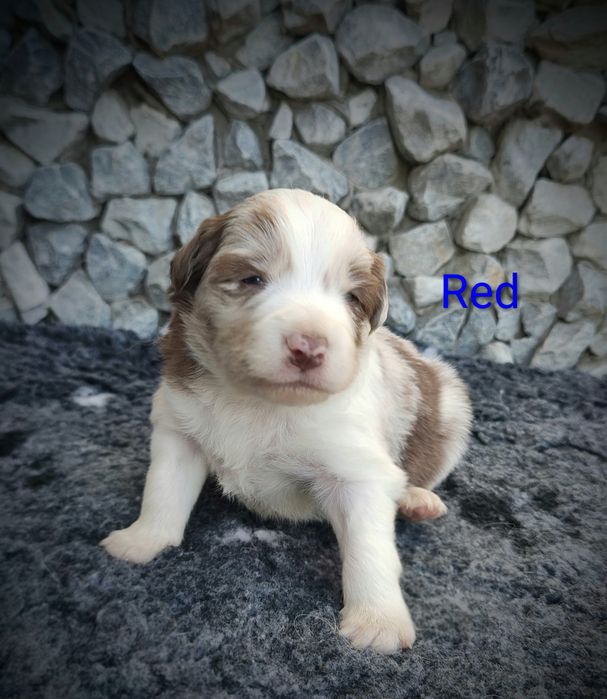 Border collie piesek Red  merle przebadani rodzice