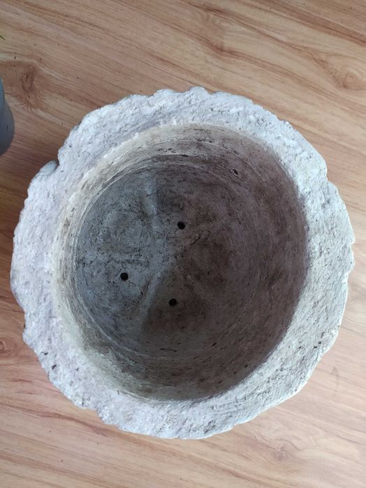 Doniczka betonowa i hoja hoya sadzonka