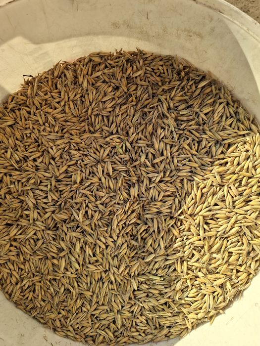 Sprzedam owies bingo