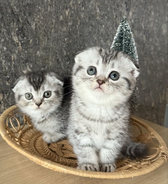 Висловухі віскасні кошенята-маленьке щастя, яке чекає саме на вас