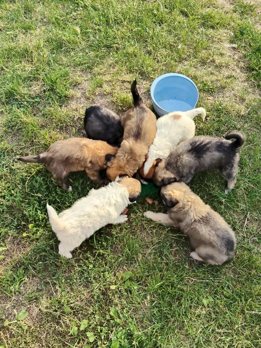 Oddam szczeniaki