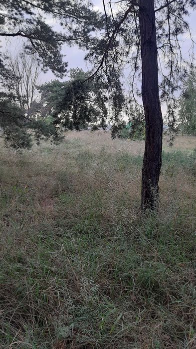 Солоницівка! Недобудова в  сосновому  лісі!