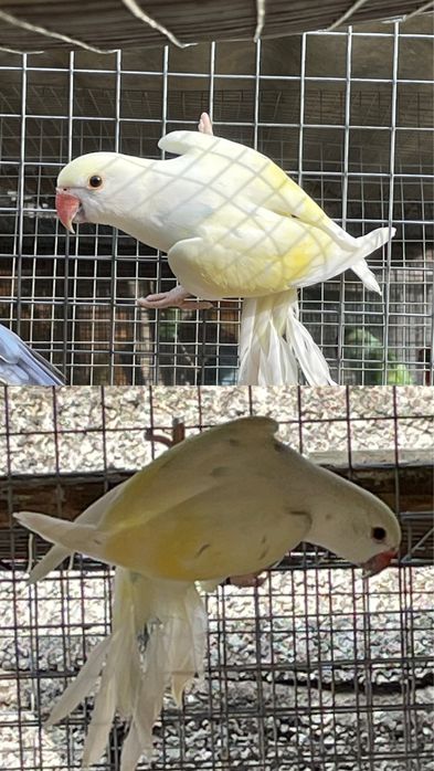 Ring neck independente e bebés