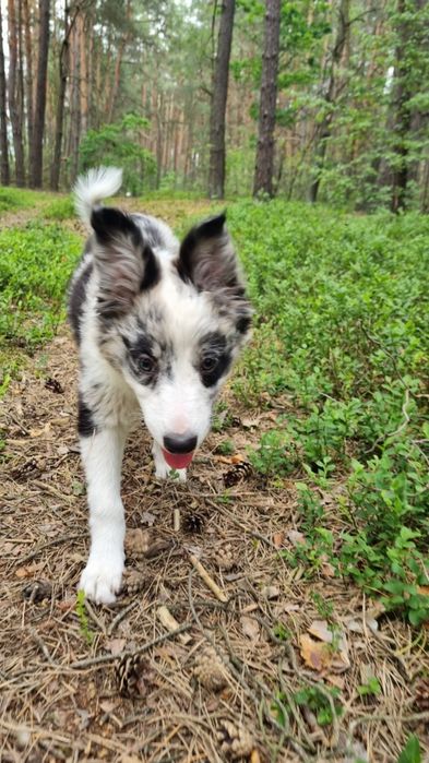 Border Collie suczka blue merle