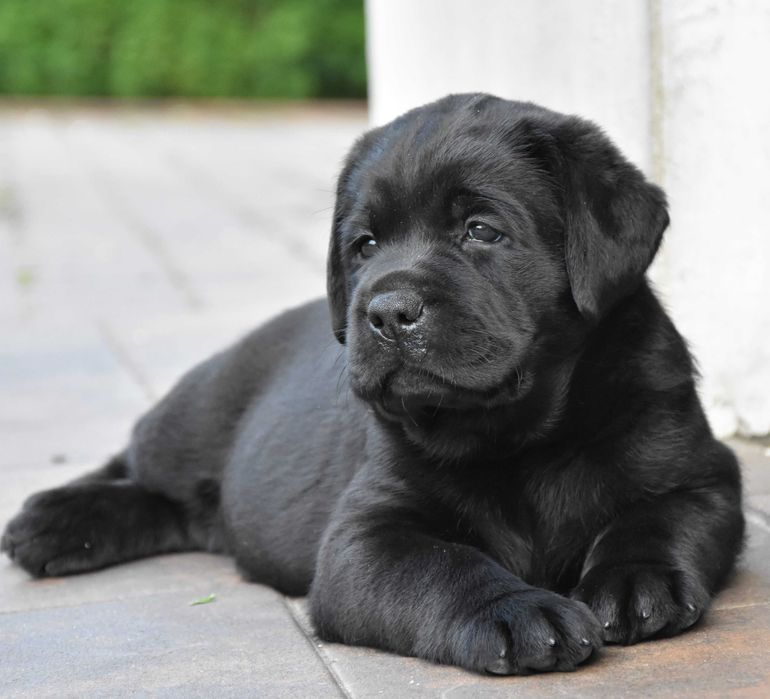 szczenięta Labrador Retriever
