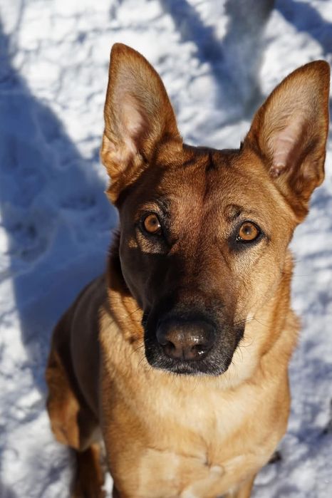 Pola szuka domu Trójmiasto