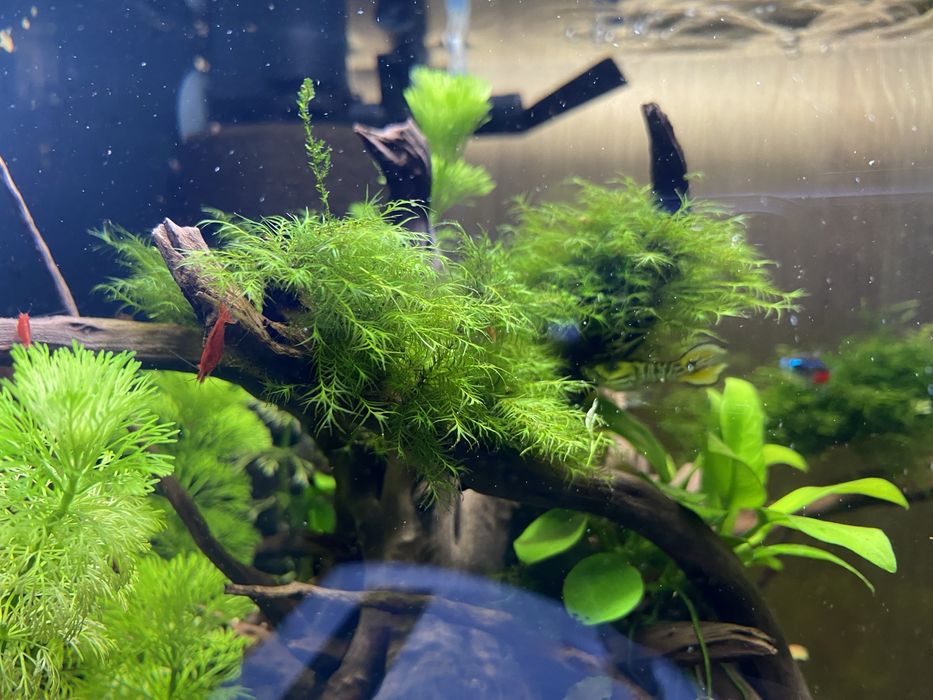 Phoenix moss - rarytas