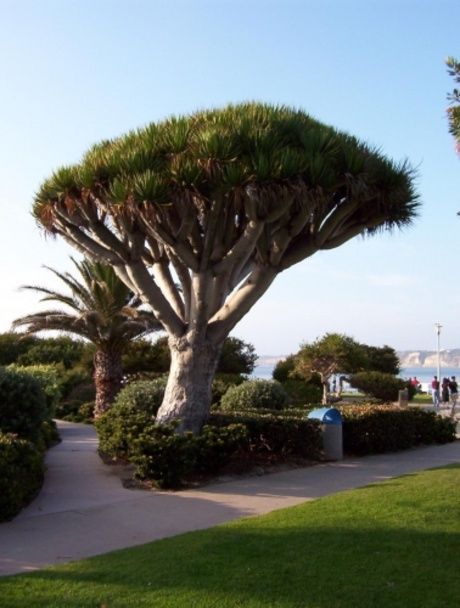 Dragoeiros ou Dracaena draco