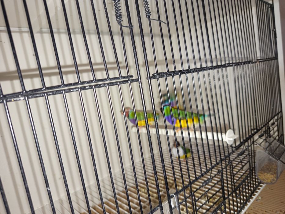 Diamantes Gould várias mutações