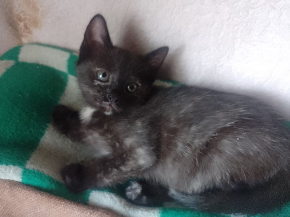 Віддам кошенят безкоштовно