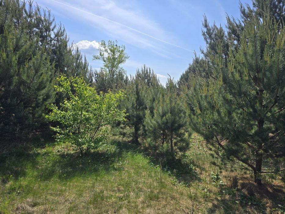 Działka 30 arów Długosiodło Nowa Wieś Nad rzeką  Narew